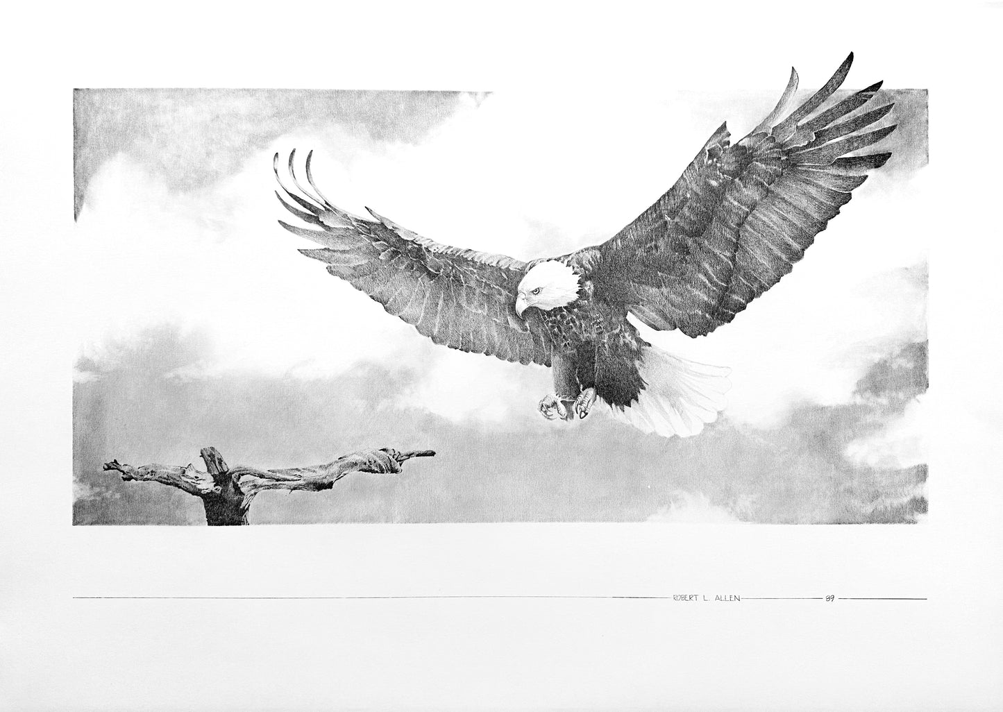 Bald Eagle in Flight