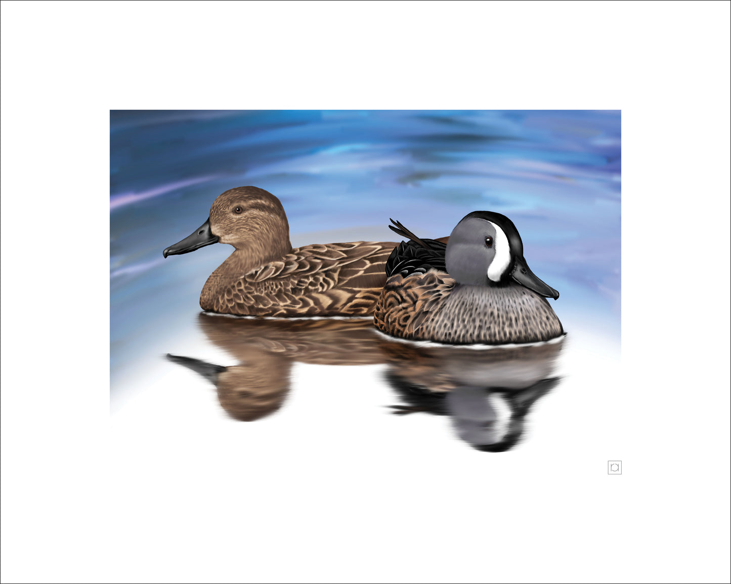 Blue Winged Teal Pair
