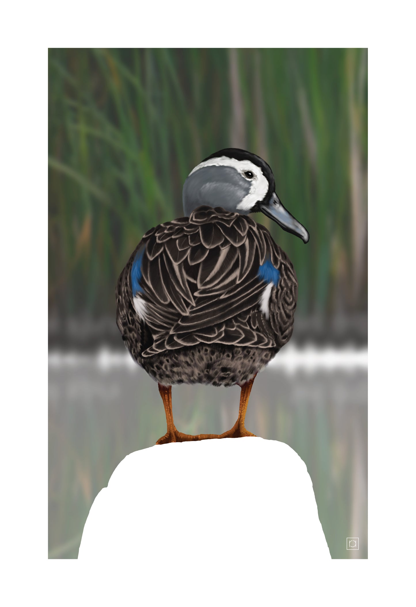 Blue Winged Teal Standing