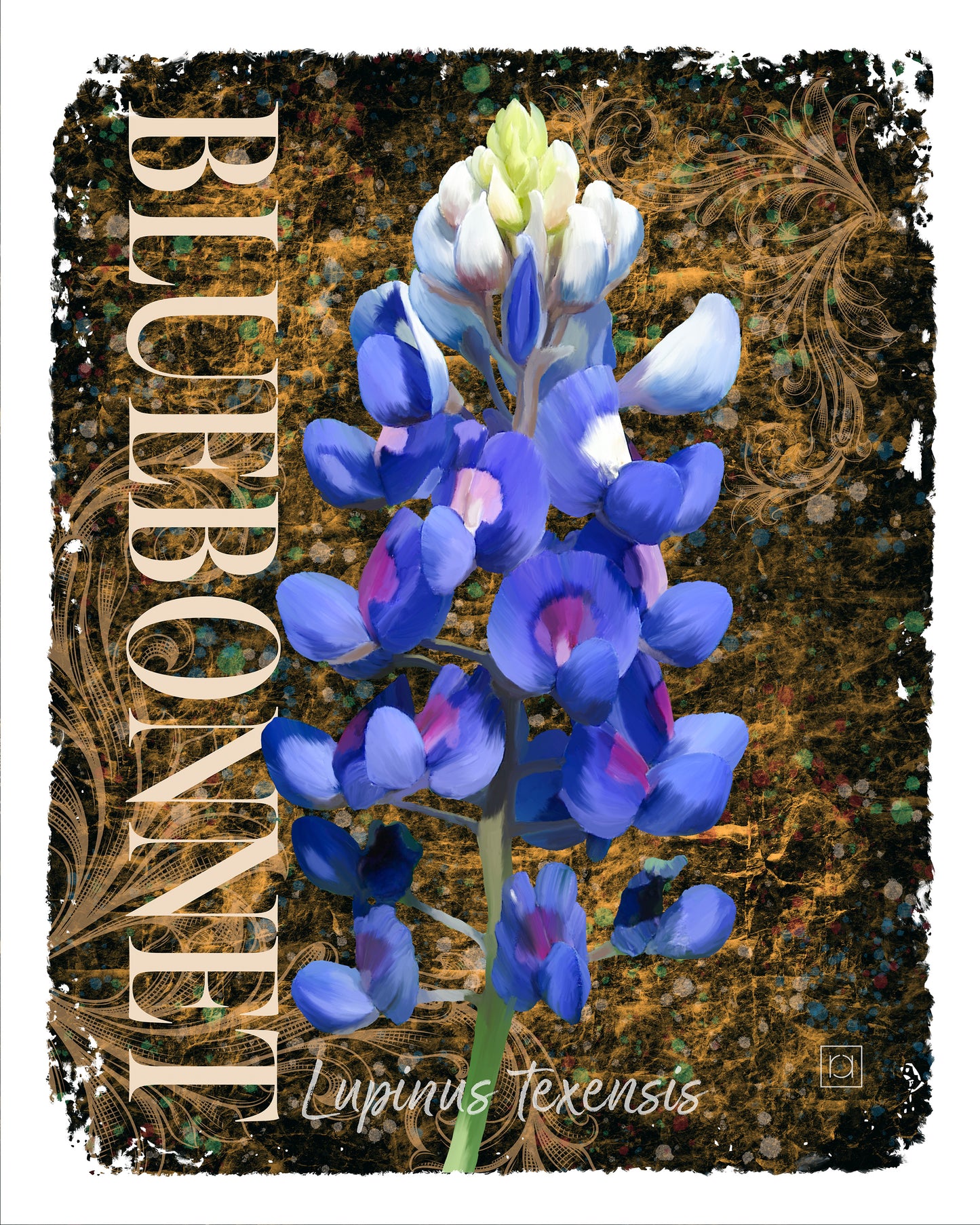 Bluebonnet