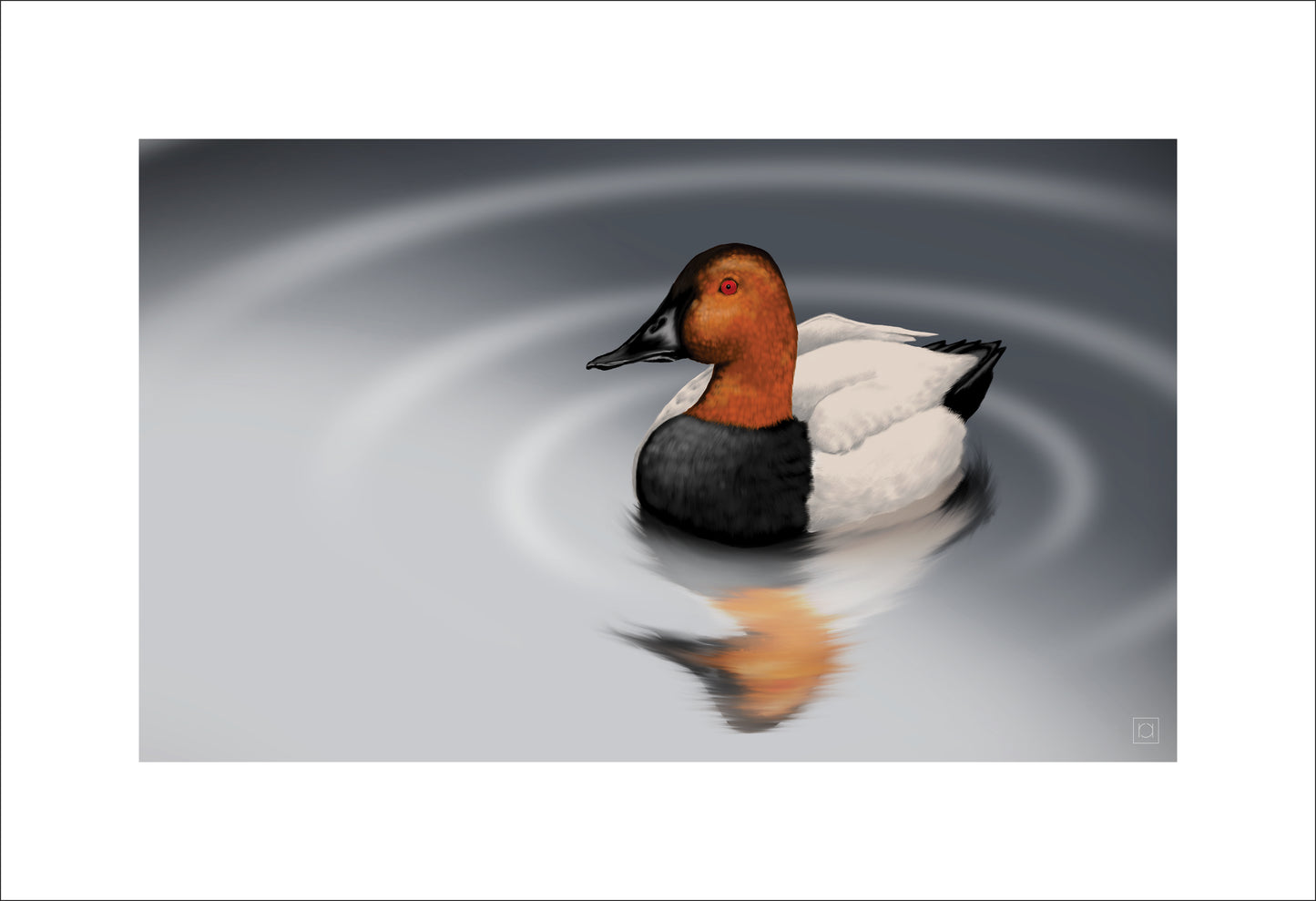 Canvasback Duck In Pond