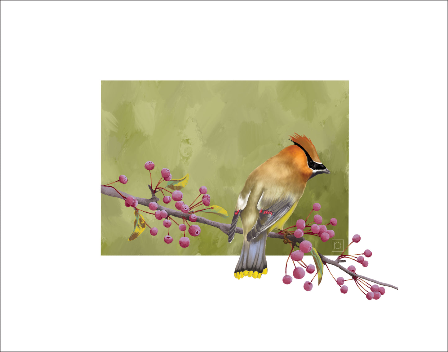 Cedar Waxwing