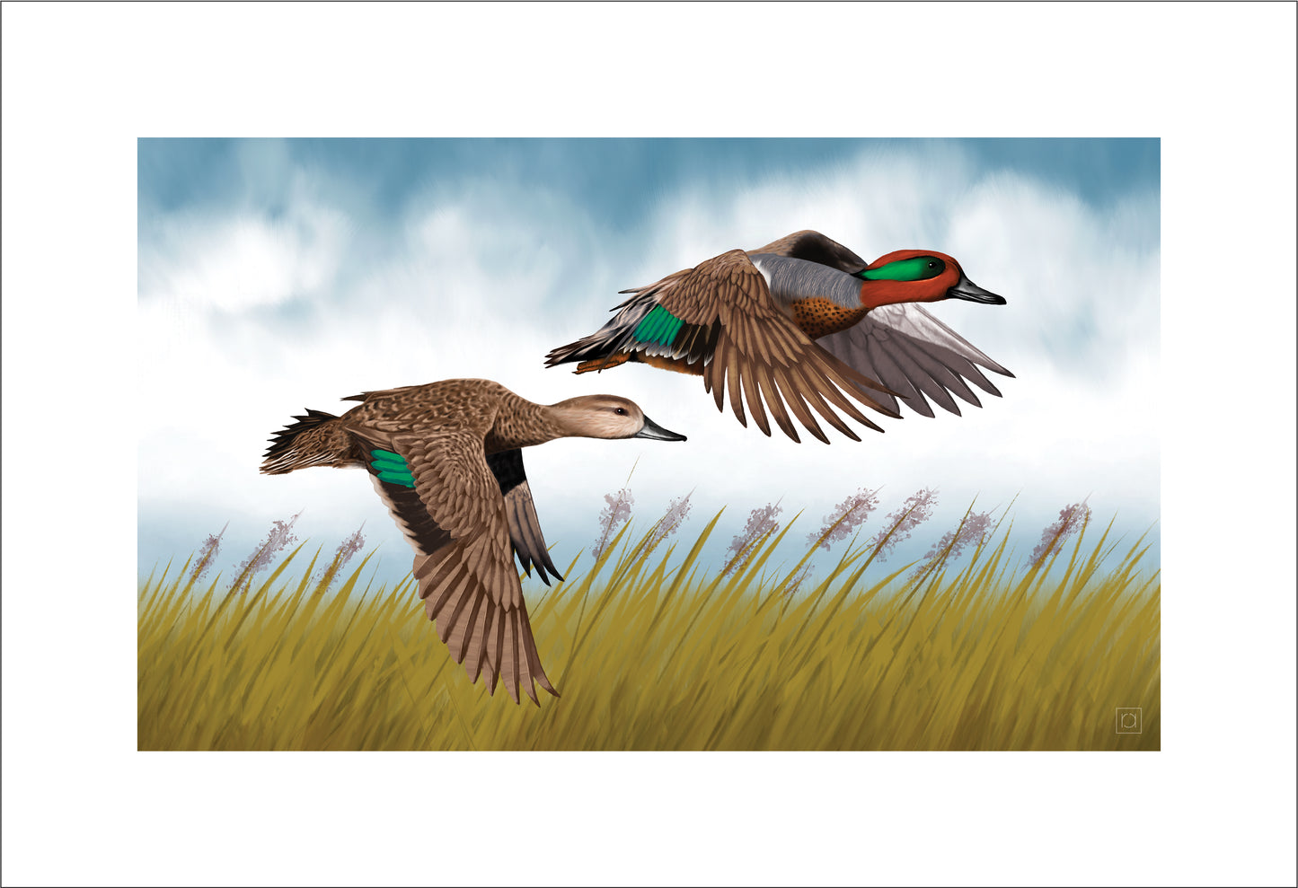 Green Winged Teal Pair In Flight