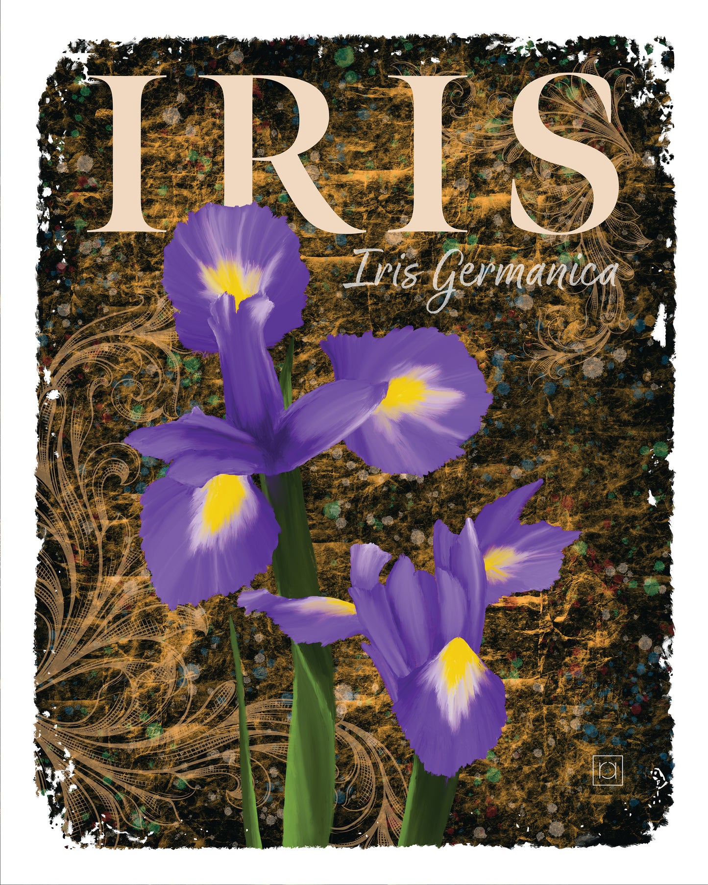 Iris