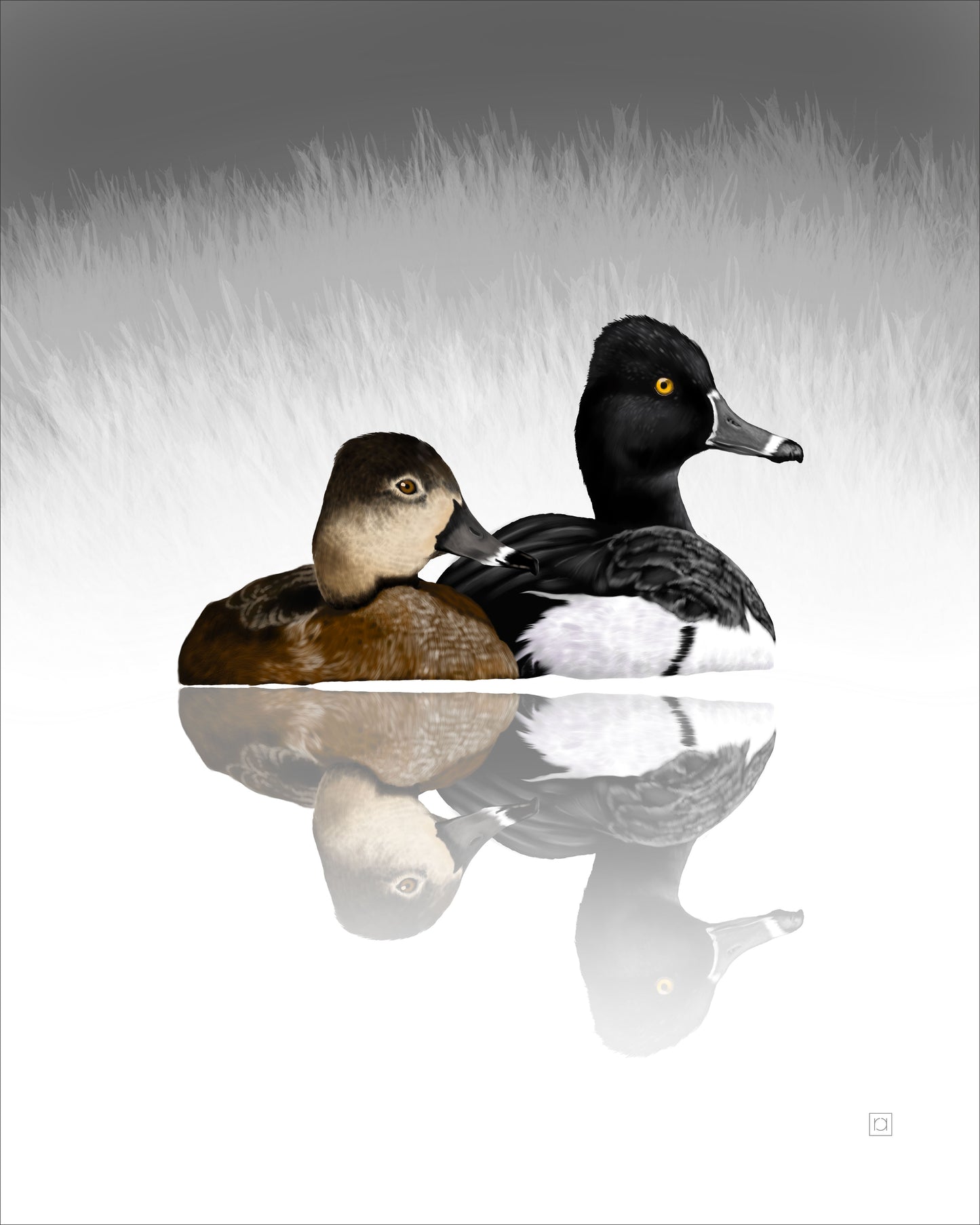 Ring Neck Ducks Pair Resting