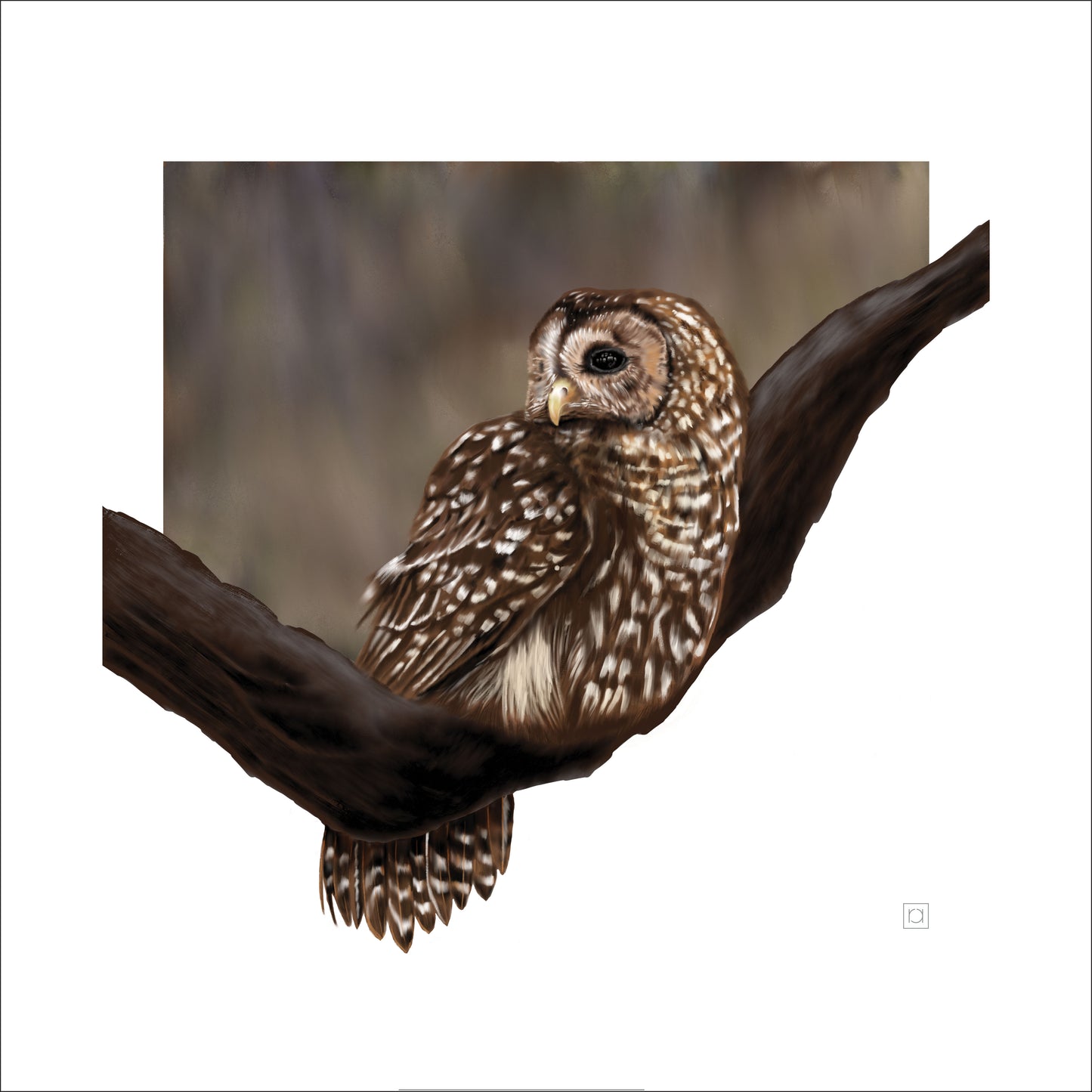 Spotted Owl