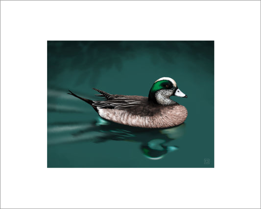 American Wigeon Duck