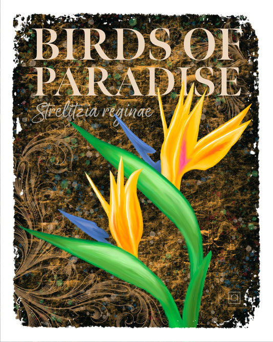 Birds Of Paradise