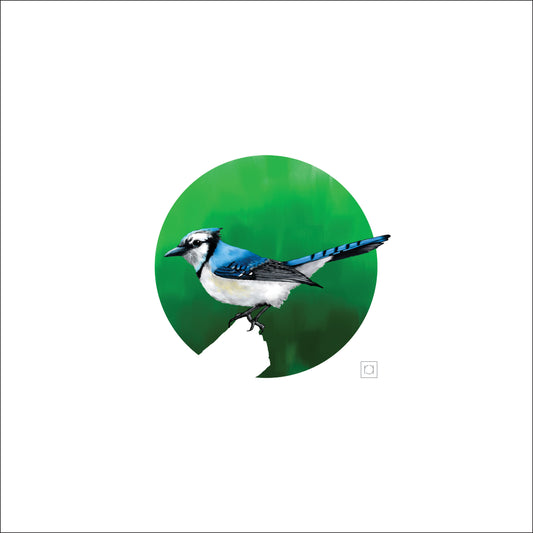Charismatic Blue Jay