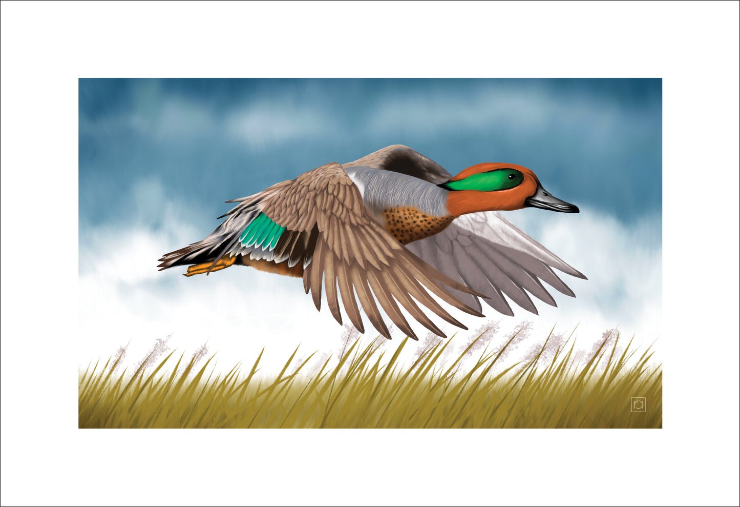 Green Winged Teal In Flight