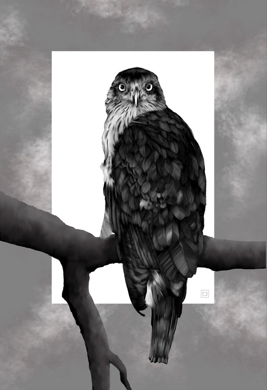 Harris Hawk