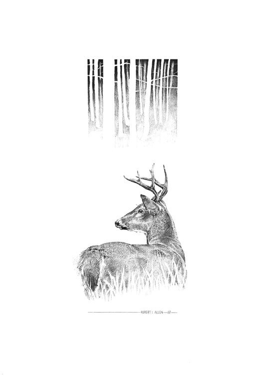 White Tail Deer