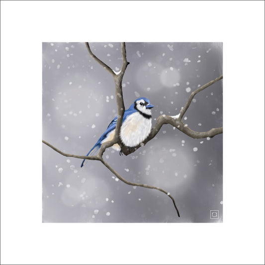 Wintering Blue Jay