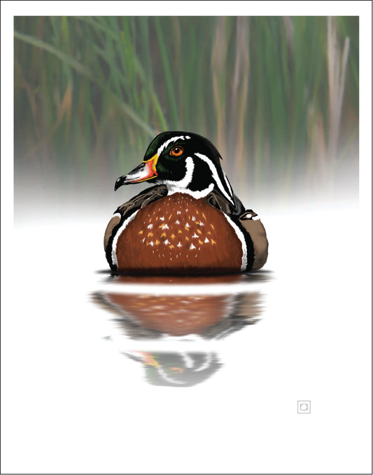 Wood Duck At Rest
